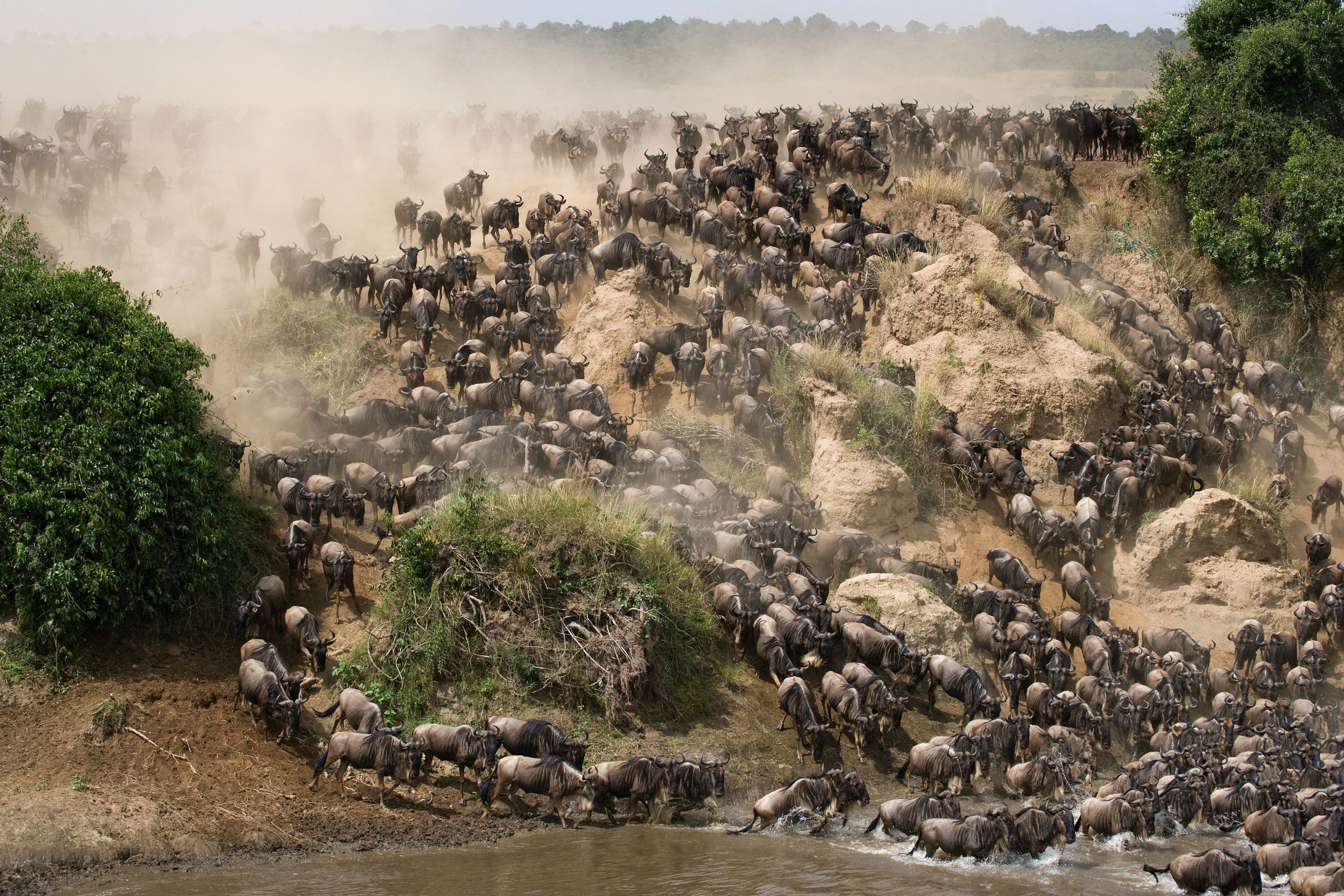 Wildebeest crossing a river during the migration in East Africa