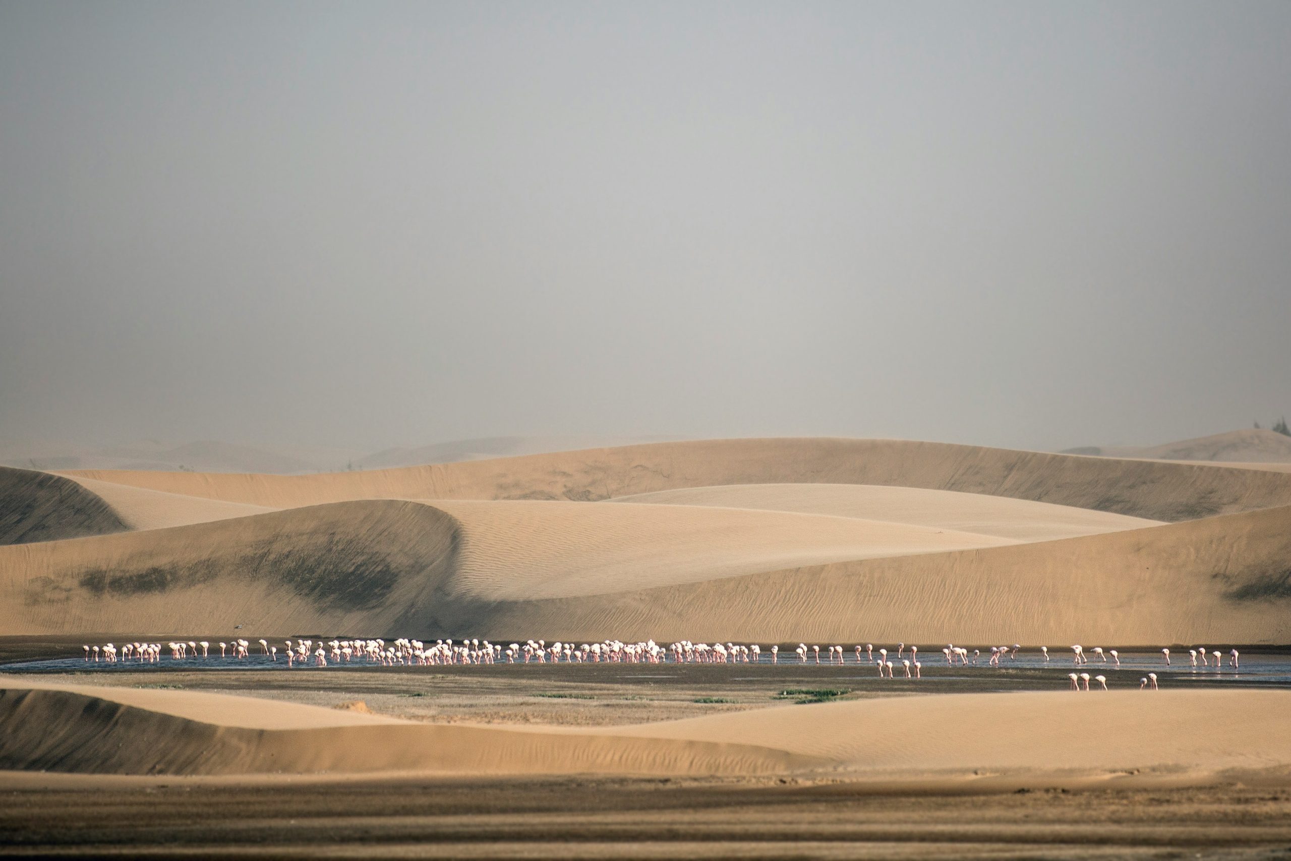 Sand dunes and a lagoon with flamingos in Namibia