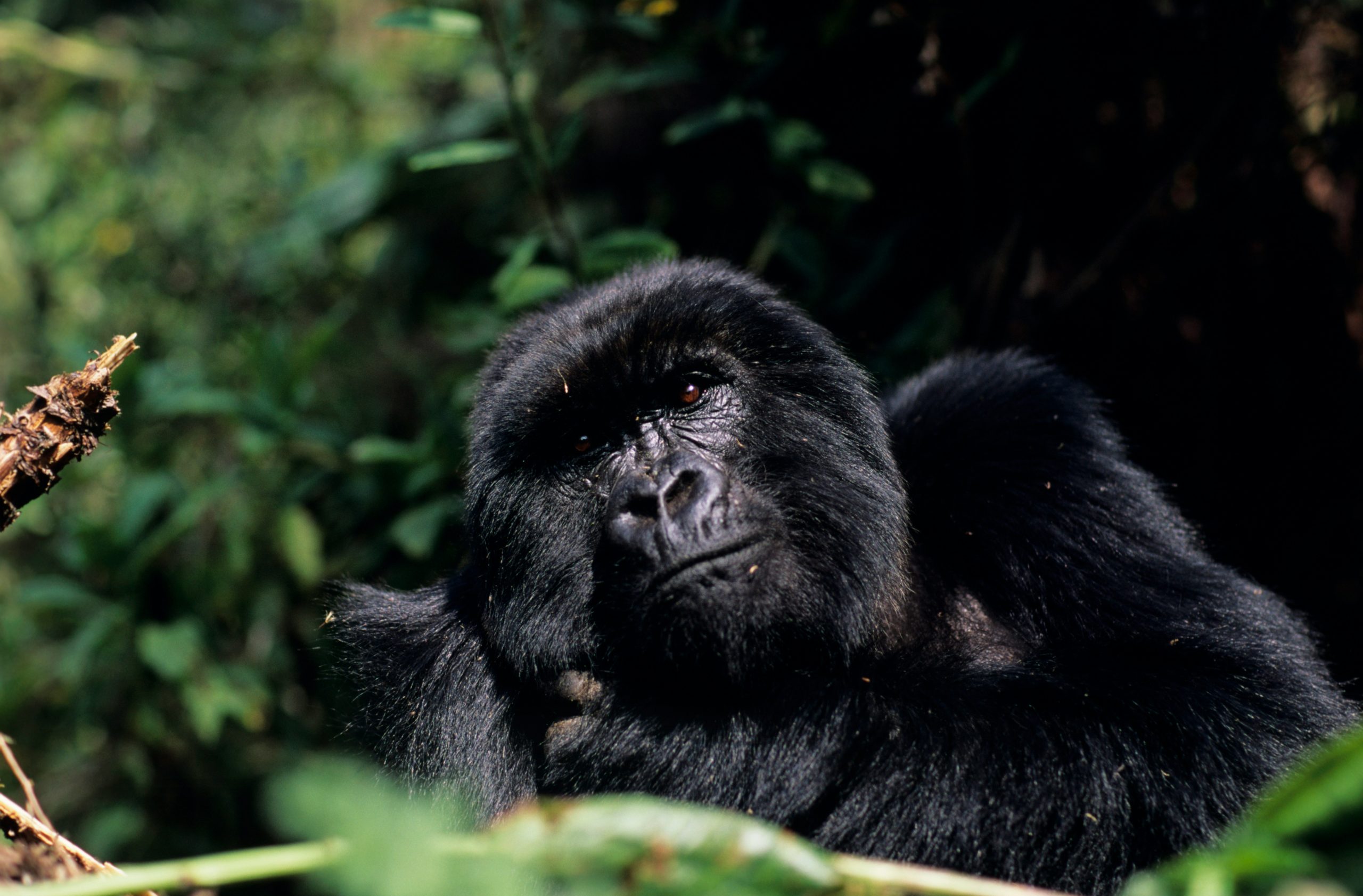 Mountain gorilla surrounded by green forest