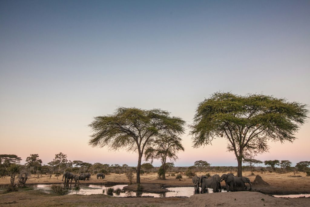 Botswana Safari