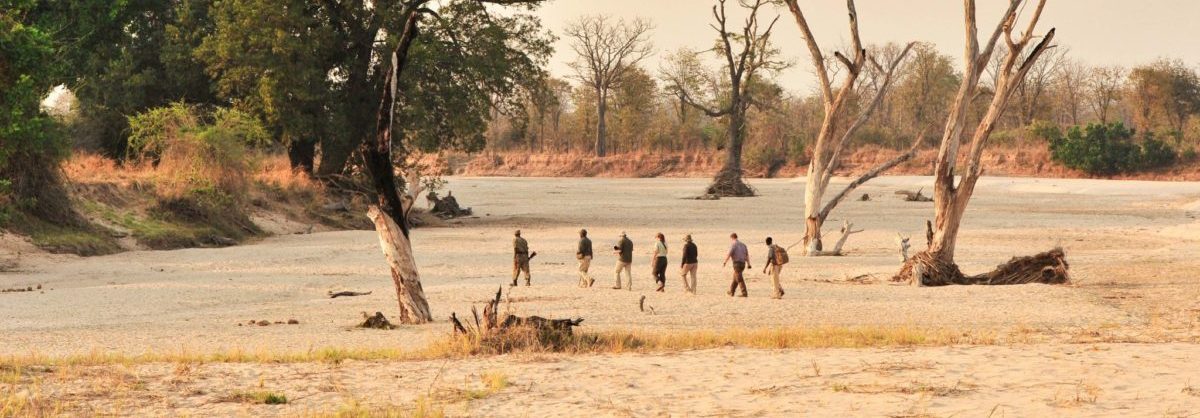 Small group on a guided walking safari in South Luangwa, Zambia