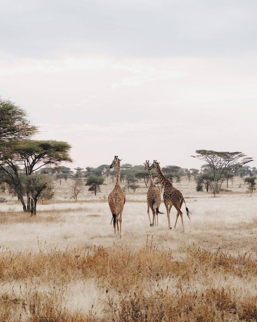 Giraffes among acacia trees on the African savanna