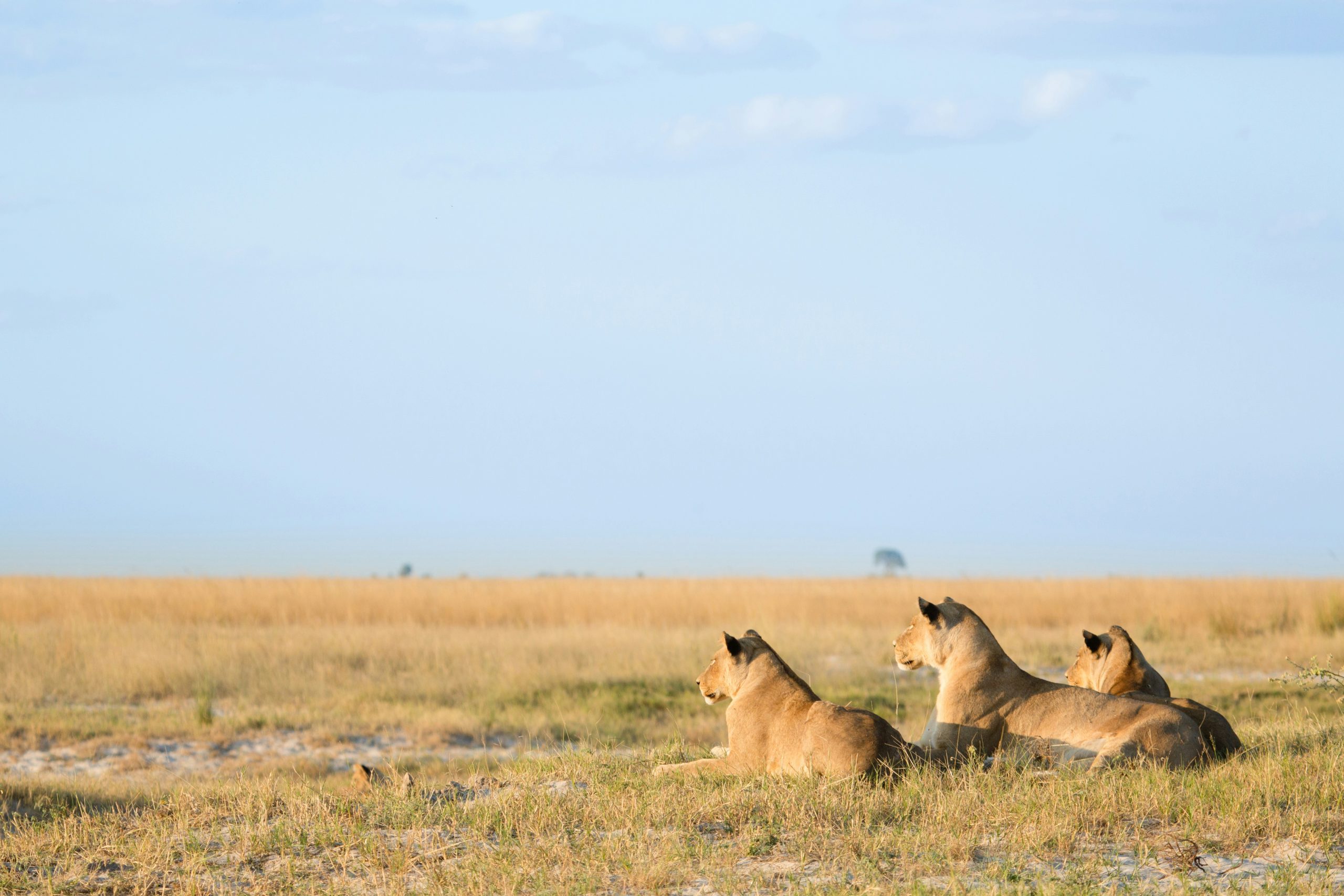 Lions in Botswana
